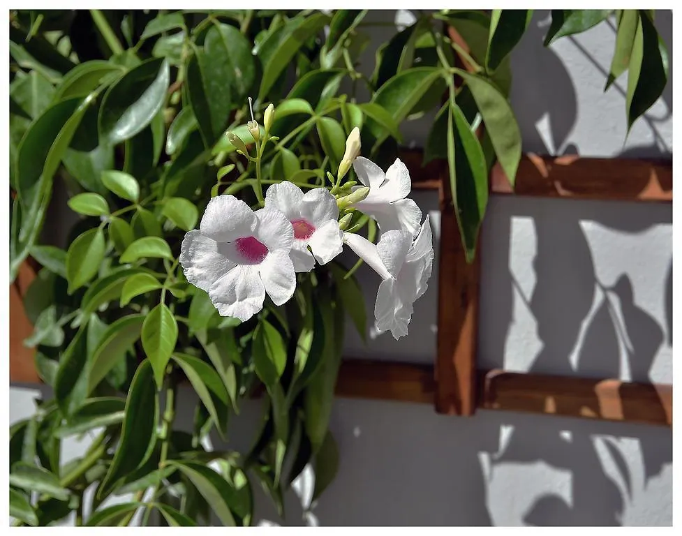 Duplex Con Terraza Privada En Centro Historico Apartment Seville